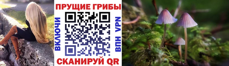 Псилоцибиновые грибы Psilocybe  Сасово 